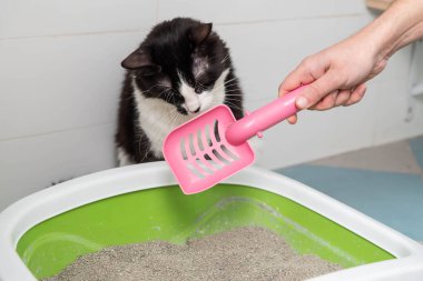 Kedi Bakımı rutini: kedi sahibi kedi kumu kutusunu kepçeleyerek temizliyor. Kedicik tuvaletinin yanında oturup oyun oynayan sevimli evcil kedi..