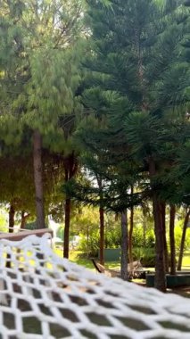 Çam ormanındaki bir hamakta dinleniyor. Yüksek kaliteli FullHD görüntüler