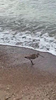 Rosse grutto çubuk kuyruklu Godwit kuşu kumlu bir sahil boyunca koşar. Yüksek kalite 4k görüntü