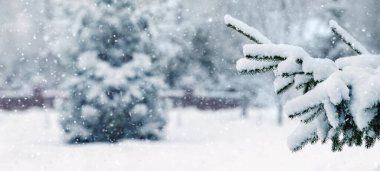 Kar yağışı sırasında kış parkında karla kaplı köknar ağaçları