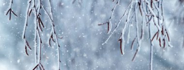 Birch branches with earrings covered with snow and frost  in winter on a blurred background