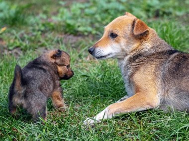 Küçük bir köpek yavrusu çimlerin üzerinde annesinin yanında oynuyor.