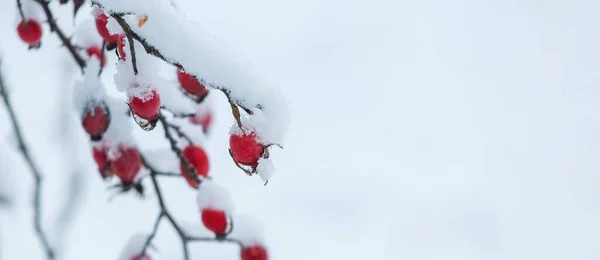 Pokryty Śniegiem Krzew Róży Czerwonymi Jagodami Jasnym Tle Przestrzeń Kopiowania — Zdjęcie stockowe