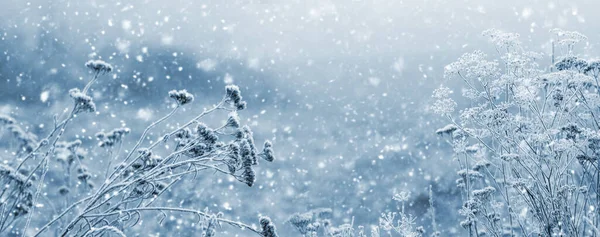 Met Sneeuw Bedekte Droge Planten Een Veld Winter Tijdens Sneeuwval — Stockfoto