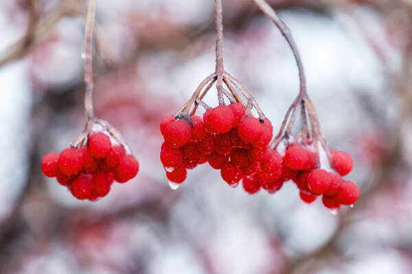 Ice-covered bunches of viburnum with red berries on a light background