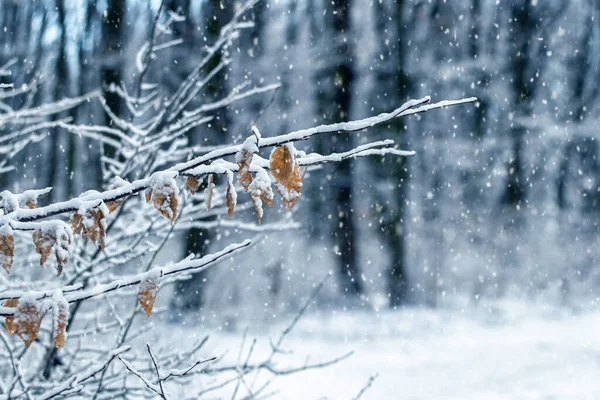 Зимний Лес Заснеженными Ветвями Деревьев Сухими Листьями Время Сильного Снегопада — стоковое фото