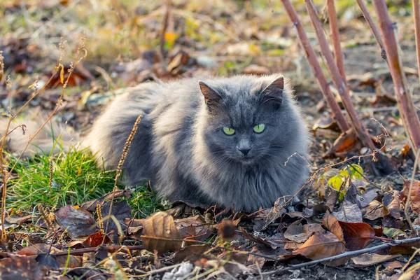 Gray Fluffy Cat Sitting Garden Raspberry Bush Sunny Autumn Day — Stock Photo, Image