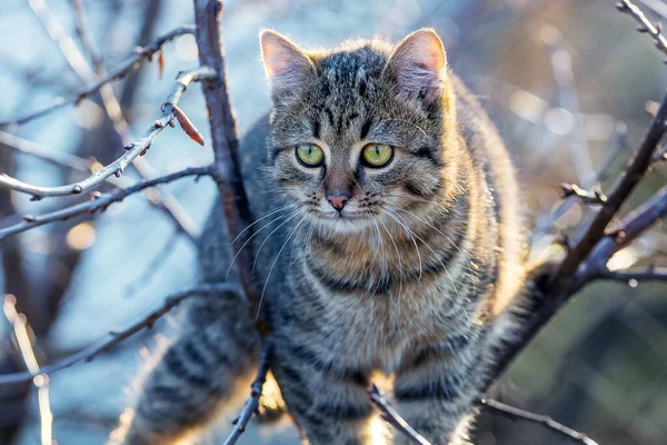 秋の木の上の庭の茶色いタビー猫 — ストック写真