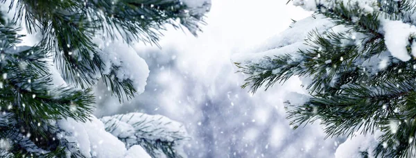 Ośnieżone Gałęzie Świerku Zimowym Lesie Podczas Opadów Śniegu — Zdjęcie stockowe