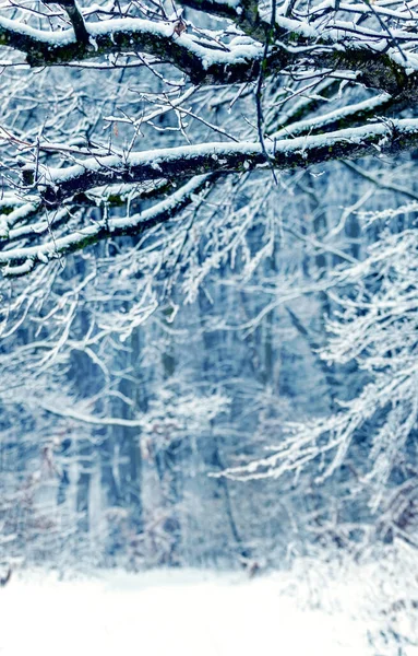 Floresta Inverno Com Árvores Cobertas Neve Formato Vertical — Fotografia de Stock