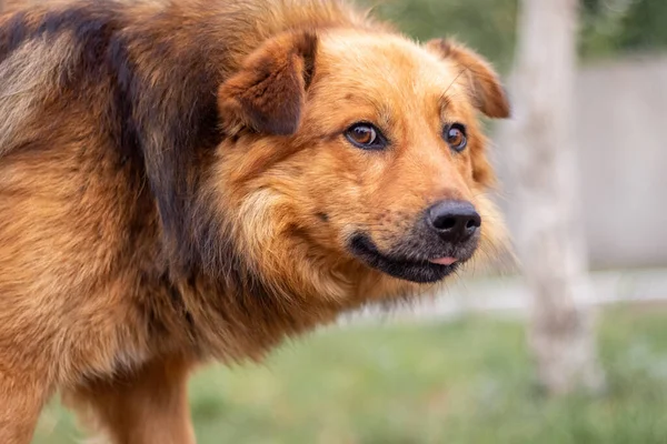 Brun Shaggy Hund Med Ett Hotfullt Utseende — Stockfoto