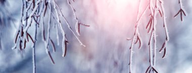 Birch branches with earrings covered with snow and frost  in winter on a blurred background