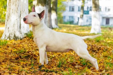 Sonbahar parkında beyaz köpek teriyeri yetiştiriyor.