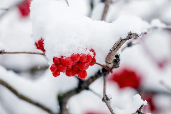 Banda Viburnum Czerwonymi Jagodami Pokrytymi Śniegiem — Zdjęcie stockowe