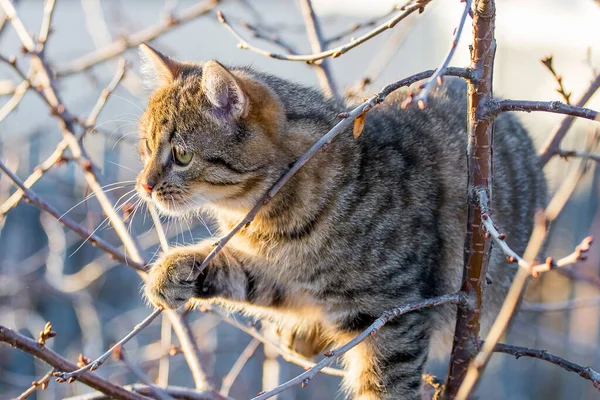 天気の良い秋には木の上の茶色いタビー猫 — ストック写真