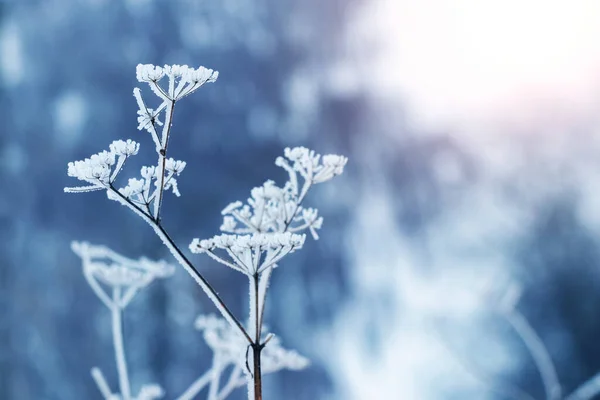 stock image Dry plants covered with frost in winter on a blurred background in blue tones