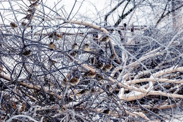 Flock Sparrows Tree Branches Winter Cold Weather — Stockfoto