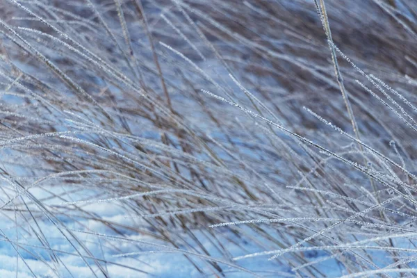 Dry Branches Plants Covered Ice Bad Weather Winter Icing Winter — Stockfoto