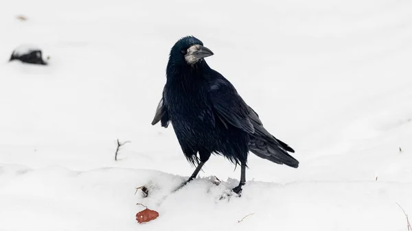 Μαύρο Κοράκι Στο Χειμερινό Πάρκο Στο Χιόνι — Φωτογραφία Αρχείου
