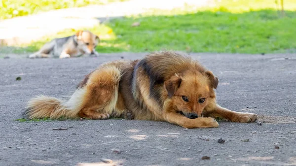 Ein Lustiger Hund Liegt Auf Dem Asphalt Eines Bauernhofs — Stockfoto