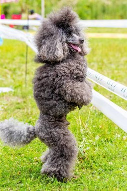 Gri tüylü kaniş parkta yürürken arka ayaklarının üzerinde duruyor, eğitimli köpek.