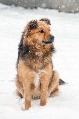 Kışın kar altında oturan kahverengi tüylü köpek.
