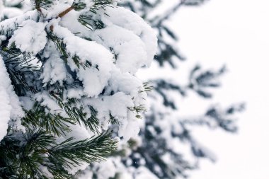 Uzun iğneli karla kaplı ladin dalları