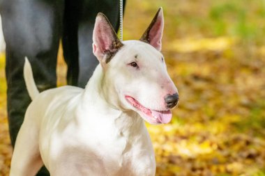 Sonbahar parkında beyaz teriyer köpeği.