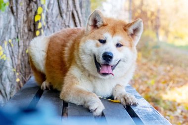 Akita köpeği sonbahar parkında bir bankta yatıyor.