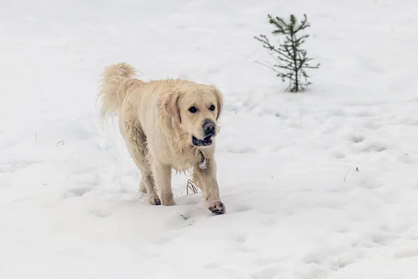 Hund Den Gyllene Retriever Rasen Promenader Snön Parken Vintern — Stockfoto