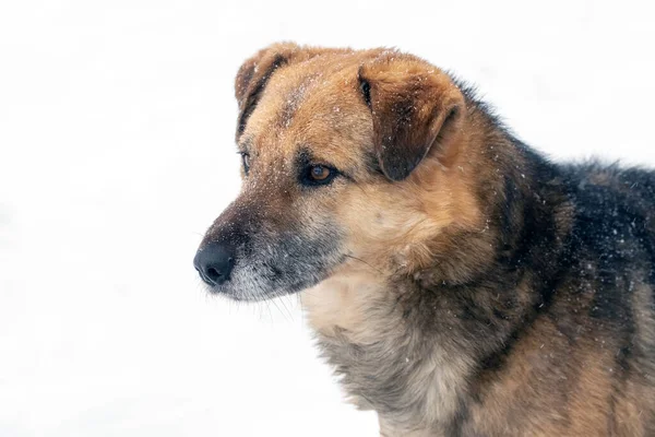 Großer Wachhund Mit Genauem Blick Schneebedeckten Winter Porträt Eines Hundes — Stockfoto