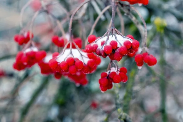 Viburnum Buisson Avec Des Grappes Baies Rouges Recouvertes Neige — Photo