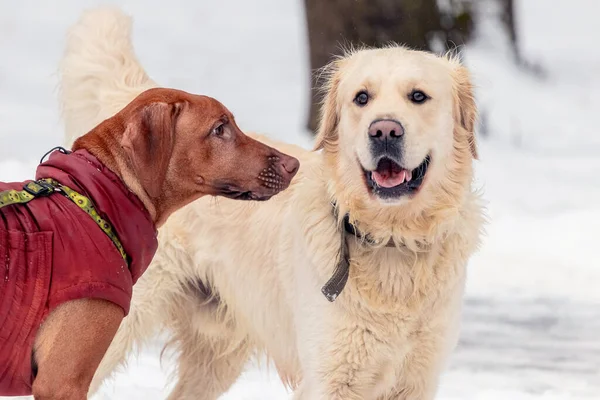 Золотые Ретриверы Ездовые Собаки Зимой Парке Время Прогулки — стоковое фото