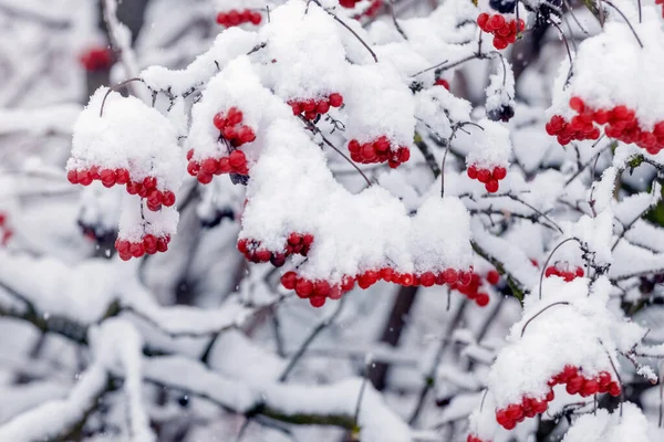 Krzew Viburnum Czerwonymi Jagodami Zimą Obfitych Opadach Śniegu — Zdjęcie stockowe