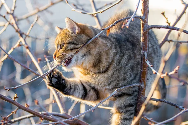 秋に茶色い子猫が木の枝をかじる — ストック写真