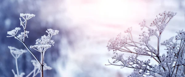 Замороженные Растения Зимой Солнечное Утро — стоковое фото