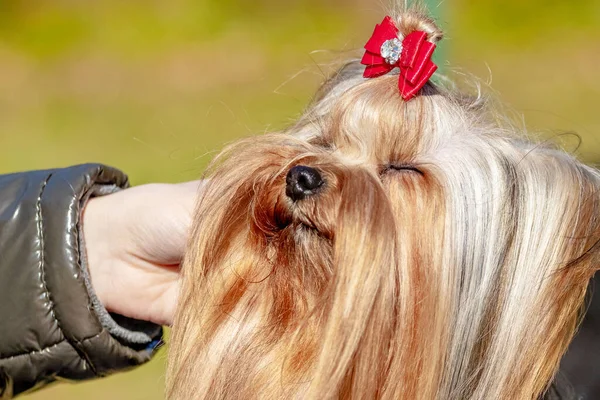 Uma Mulher Acaricia Pequeno Cão Yorkshire Terrier Desgrenhado — Fotografia de Stock