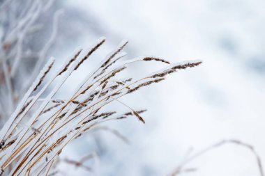 Dry branches of plants covered with ice in bad weather in winter. Icing in winter during thaw and frost
