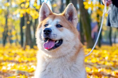 Akita köpeği, sonbahar parkında sarı yapraklı ağaçların olduğu bir arka planda.
