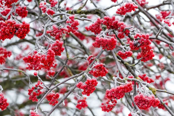 Frost Covered Red Rowan Berries Tree Winter — Foto de Stock