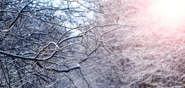 Zasněžená Větev Stromu Zimním Lese Při Východu Slunce — Stock fotografie