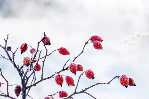 Rosehip Berries Covered Frost Bush Winter Sunny Weather — Zdjęcie stockowe