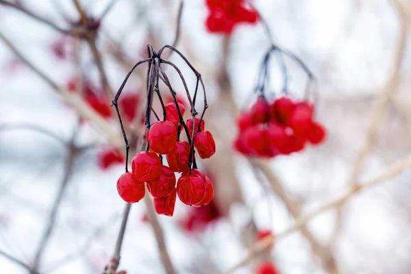 Viburnum Arbusto Com Bagas Vermelhas Fundo Neve Branca — Fotografia de Stock