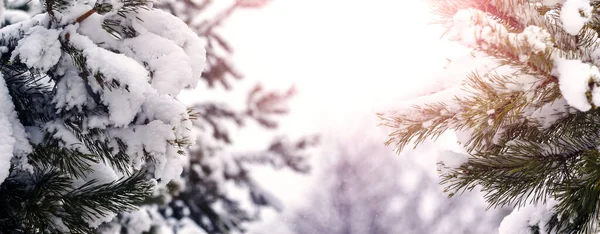 Hófödte Lucfenyő Ágak Téli Erdőben Naplementekor — Stock Fotó