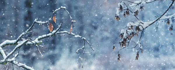 Снігопад Зимовому Лісі Сніжно Покриті Гілки Дерева Лісі Розмитому Тлі — стокове фото
