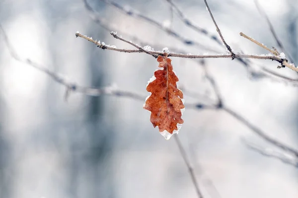 얼음으로 의나무에 — 스톡 사진
