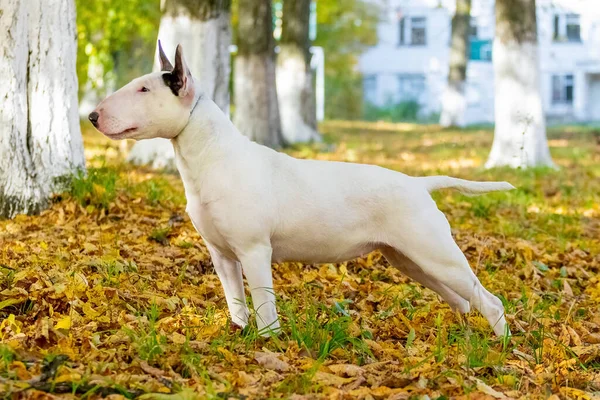 White Dog Breed Bull Terrier Autumn Park Profile — Stok fotoğraf
