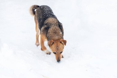 Küçük kahverengi bir köpek kışın karda yiyecek arıyor.