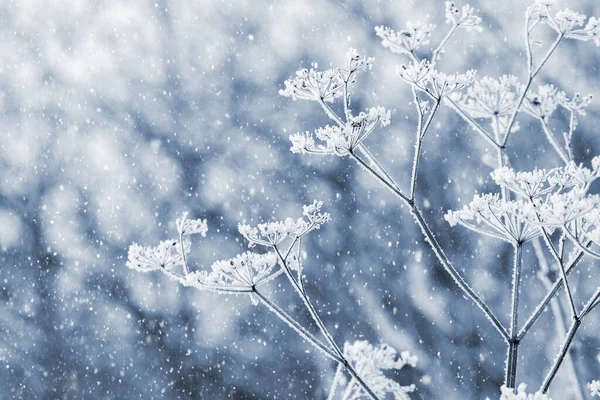 Мороз Покрыл Сухие Растения Зимнем Лесу Время Снегопада Размытом Фоне — стоковое фото