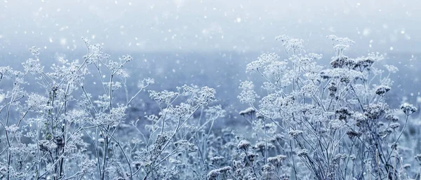 Atmosférický Zimní Pohled Mrazem Pokrytými Suchými Rostlinami Během Sněžení Měkkých — Stock fotografie